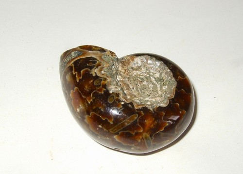Fossili ammonite - -, (11)