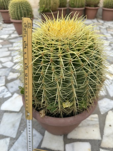 Echinocactus grusonii grande - echinocactus,