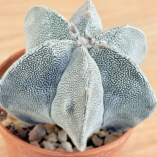 Astrophytum onzuka pot - onzuka, ,