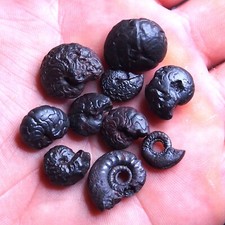 10 pezzi 12-19 mm goniatite