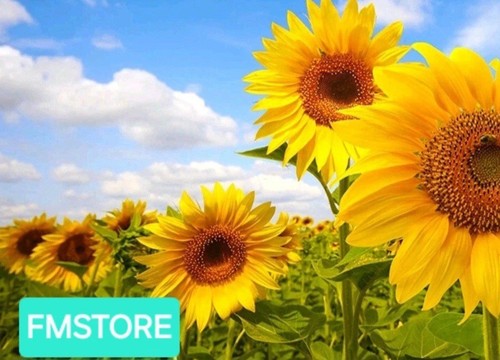 Girasole gigante sunflower - -,