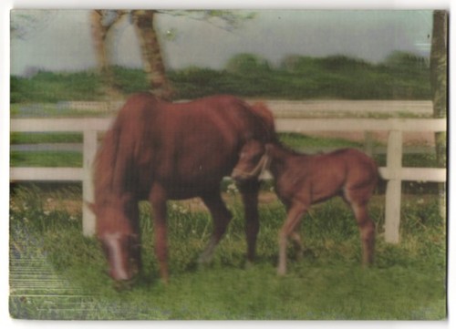 Cavalla con puledro - 3d-ak,