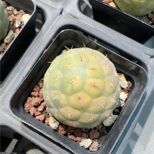 Pz cactus raro vivo - cm, 1