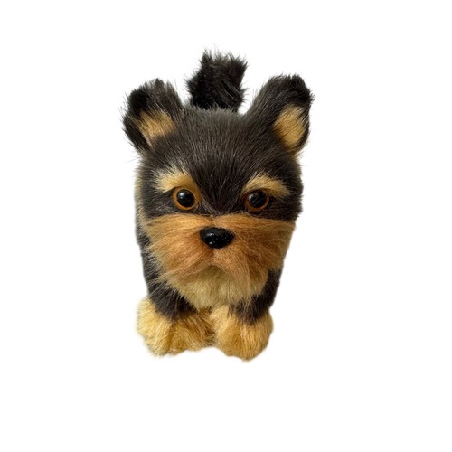 Yorkshire terrier cane - terrier,