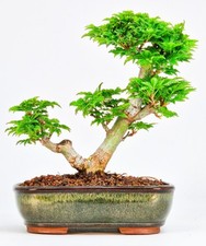 Bonsai acero testa leone - di,