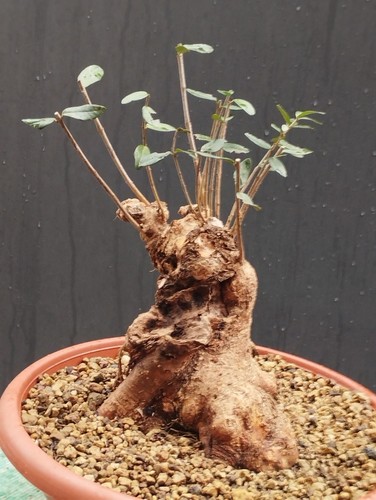 Bonsai olivastro 26x15cm - olivastro, in