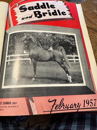 Saddlebred tennessee walking - saddlebred,,