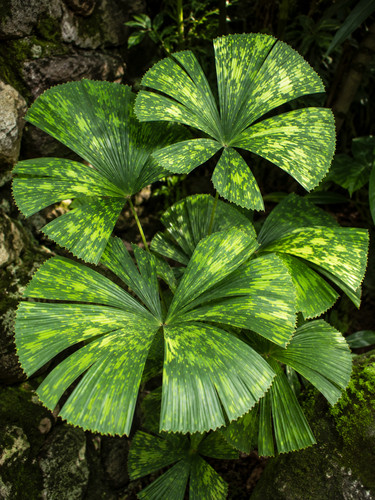 80002363 licuala kalimantan - licuala,