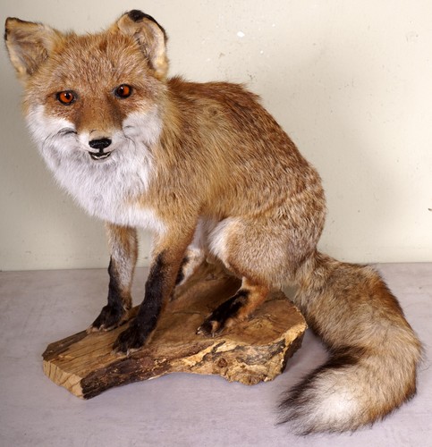 Bellissima volpe fox - bellissima,