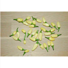 HABANERO WHITE BULLET, 25 semi di peperoncino + OMAGGIO