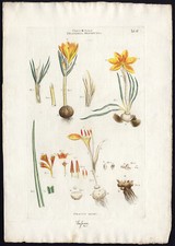 Stampa antica-CROCUS