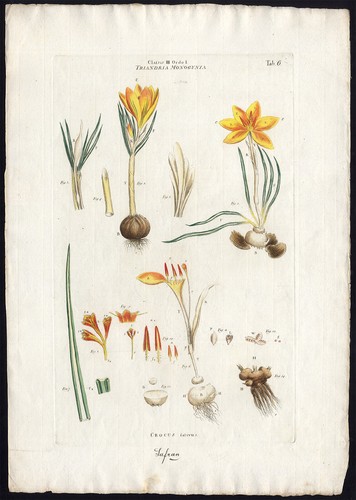 Stampa antica crocus - stampa, antica-crocus