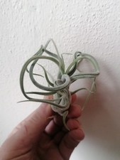 Tillandsia Caput Medusae 
