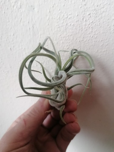 Tillandsia caput medusae - caput,
