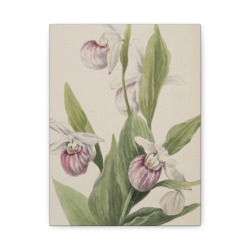 Mary vaux walcott ciabatta - mary,