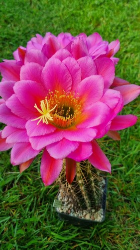 ***Trichocereus***Ibrido***Luc