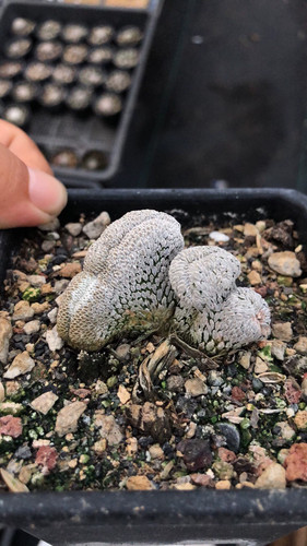 Cactus pelecyphora - 1p, cactus-pelecyphora