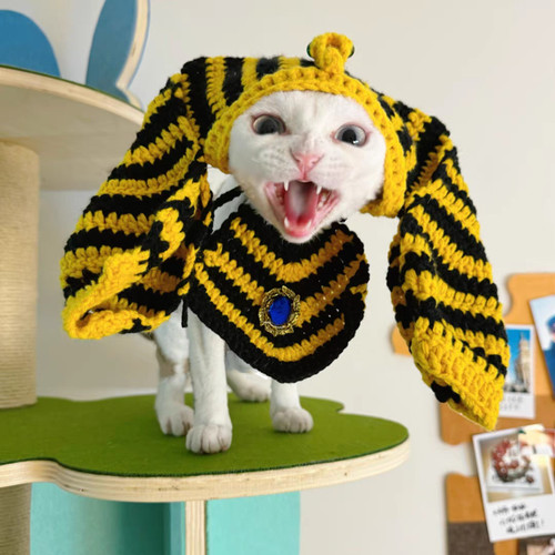 Funny small cat dog - small, egyptian