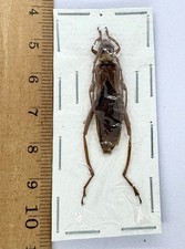 Cerambycidae Laos Scalenus