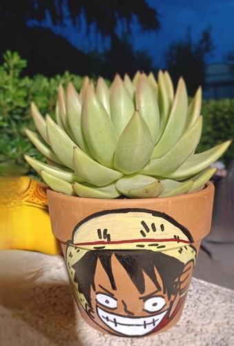Pianta grasse echeveria - grasse, in