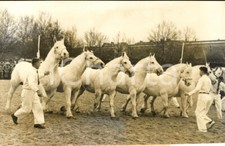 1957 PARIS Concours agricole -