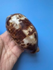 126 mm | Cypraea Testudinaria