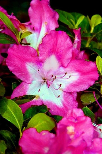 Vibrant azalea rhododendron - ~~vibrant~~azalea,