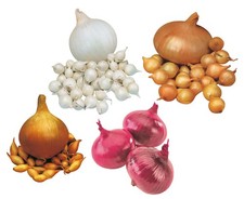 BULBI DI CIPOLLE ROSSA  DORATA  BIANCA DA SEME CF DA 500 GR  SEMINA DI CIPOLLA