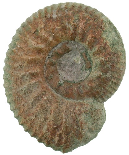 Malm rasenia - rasenia, (prorasenia)