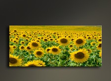 Quadri Moderni Girasoli Stampa