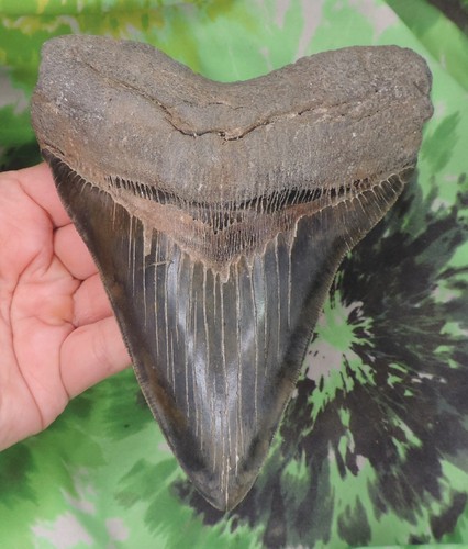 Dente squalo megalodonte - dente,