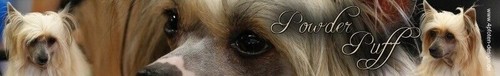 Chinese crested dog powderpuff - chinese,