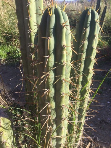 Cuzcoensis top cutting - cuzcoensis,,