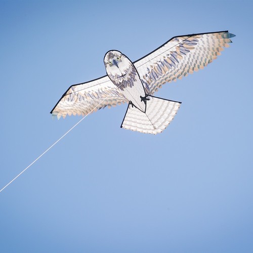 Aquilone falco pescatore - aquilone,