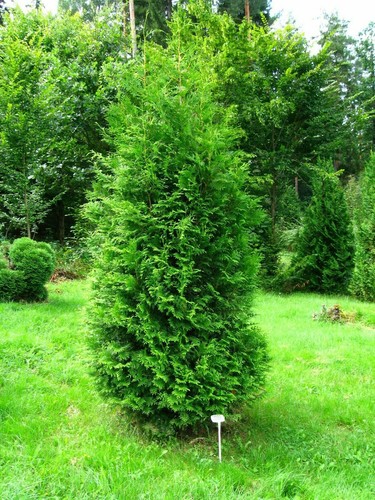 Tuia thuja occidentalis - tuia, "thuja