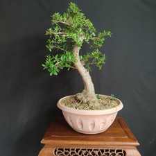PRE BONSAI  DI OLIVASTRO