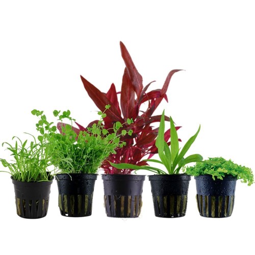 Set piante con vasi per - piante, 5