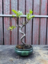 Bonsai melo n11 - bonsai,