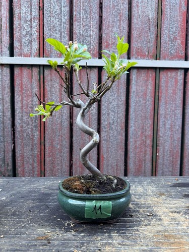 Bonsai melo n11 - melo,