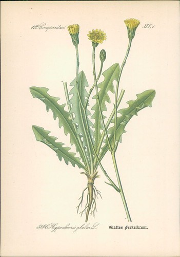 Chromolithographie glattes - chromolithographie, :