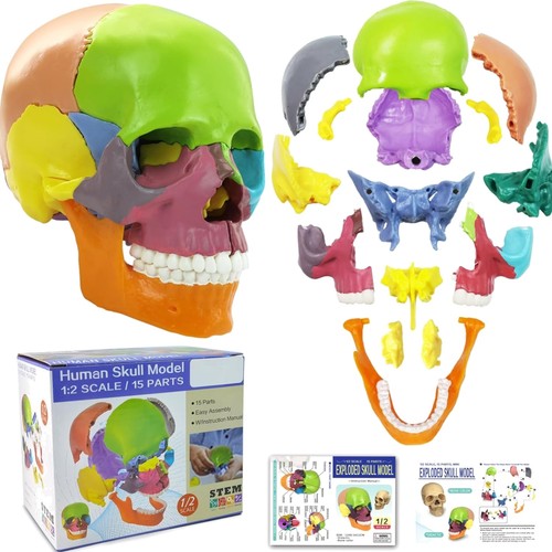 Modello cranio anatomico