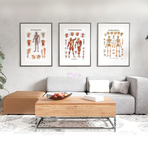 3pcs corpo umano anatomia - corpo,
