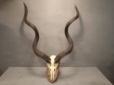 Vecchio Trofeo Corna Di