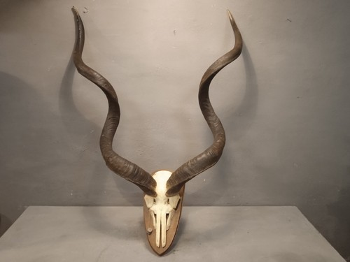 Vecchio trofeo corna - vecchio, di