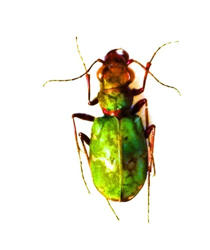 Carabidae cicindelinae - carabidae,,