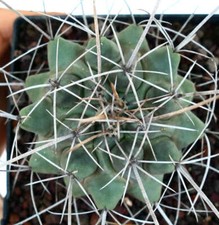 Thelocactus rinconensis var. nidulans -