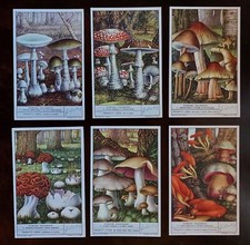 Figurine dado Liebig  funghi