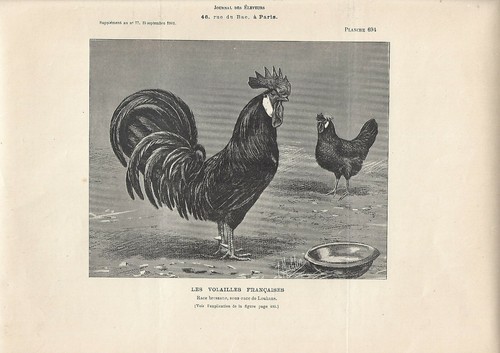 Stampa antica gallo gallina - antica, e