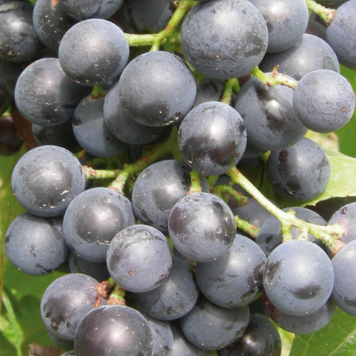 Vite moscato bleu - moscato, 2l