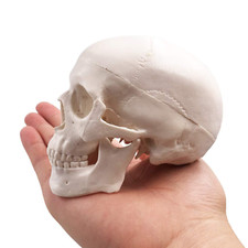 Mini Teschio Modello Piccola